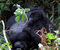 1 day short gorilla trek rwanda