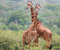 akagera game tour