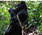 3 Day bwindi gorilla tour