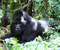 2 day congo gorilla safari