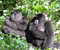 congo gorilla tour