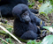 Uganda Travel Destinations,Uganda Tours