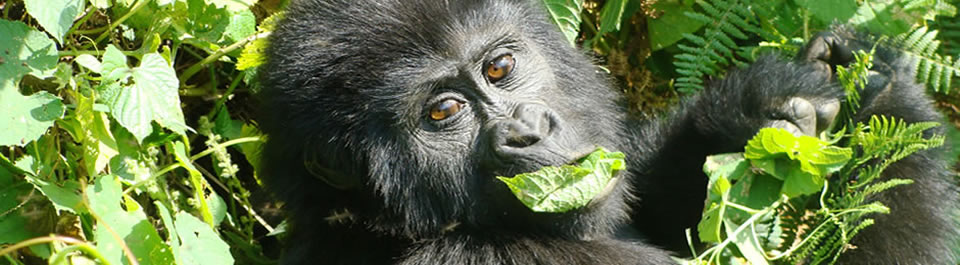 Gorilla Tracking Rwanda