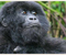3-day gorilla tour rwanda
