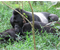 7 Days Rwanda - Uganda