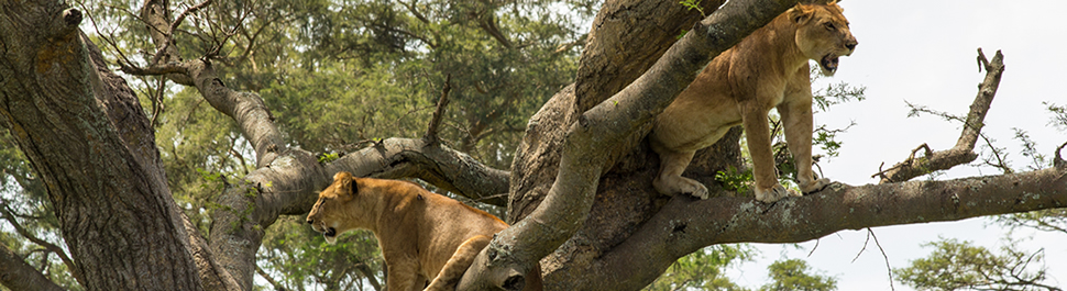 Ishasha Tree Climbing Lion, Uganda