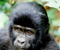 4 day twice gorilla trek