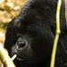 2 days Bwindi Gorilla Safari