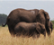 10 day best uganda safari