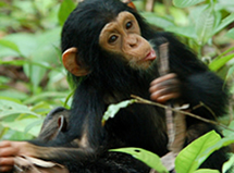chimps tracking
