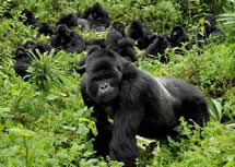 gorillas in rwanda