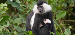 rwanda primates safari