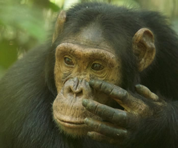 chimpanzee trek rwanda