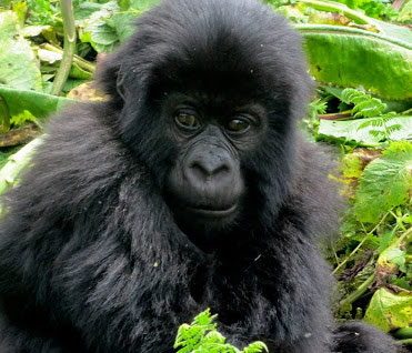 gorilla trek rwanda