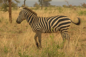 zebras in alagera