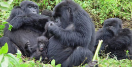 Rwanda Gorilla tours