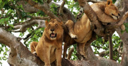 Queen Elizabeth National Park