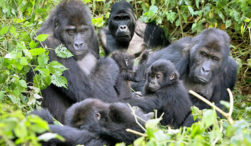 Primate safaris