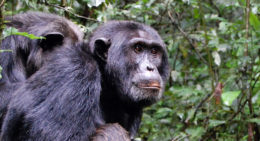 Chimpanzee Tours