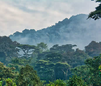 Uganda gorilla trekking