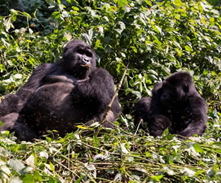 Bwindi Forest National Park