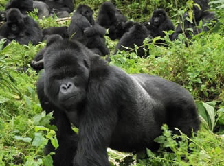 Bwindi Forest National park