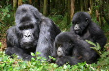 Gorilla Trekking & Habituation