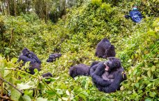 Combined gorilla safaris Uganda and Rwanda