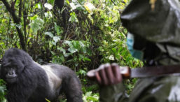 Another ranger killed in Virunga national park