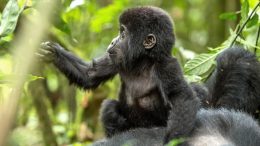 Gorilla Trekking in Bwindi