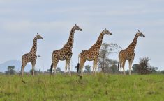 top wildlife safari in east Africa