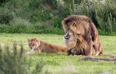 Research lion tracking in Uganda