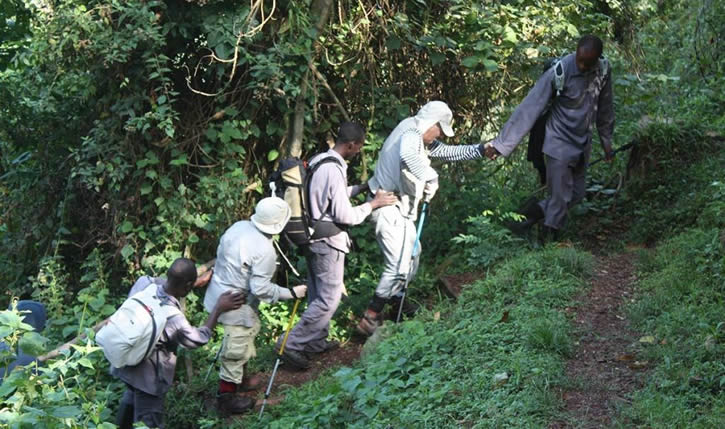 Porters and hiring stick for gorilla trekking