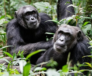 Uganda chimpanzee tours