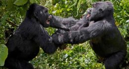 Why do gorillas fight