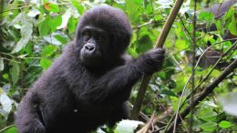 Bwindi Gorilla safaris