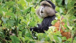 golden monkey trekking in Rwanda