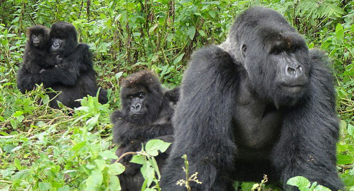 Rwanda gorilla safaris