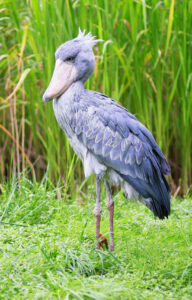 Birding in Rwanda