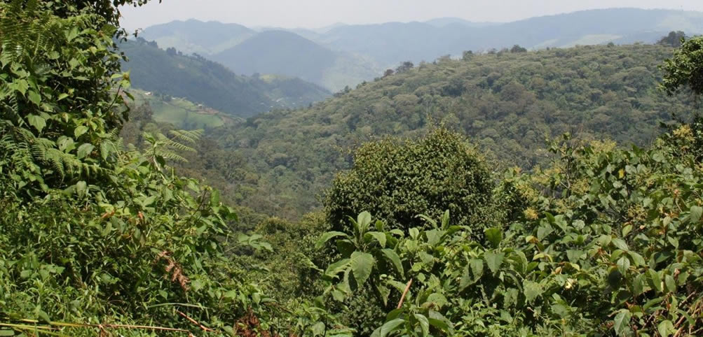 Short gorilla trips to Bwindi Forest