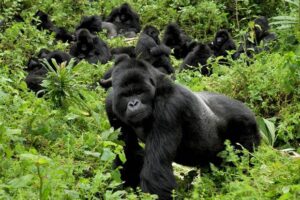 Best place to see gorillas in Bwindi