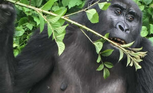 10 Days luxury Uganda safari