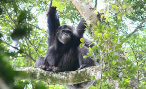 5 Days Rwanda primates safari
