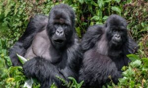Gorillas-in-Bwindi