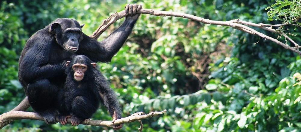 Cost of chimpanzee trekking in Uganda