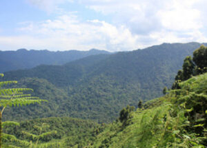 What to know before booking a gorilla safari