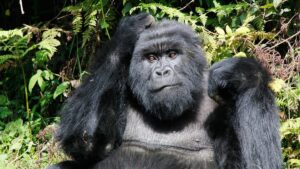 Rwanda Gorillas safari