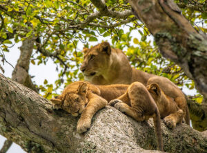 How to minimise travel costs in Uganda