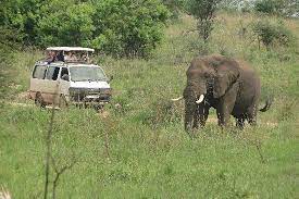 Low cost safaris in Uganda