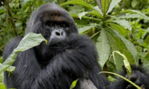 Top activites & attarctions in Rwanda